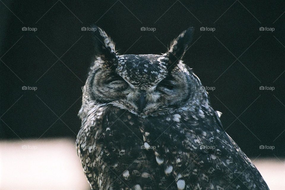 An owl taking a nap .35mm Canon film camera.