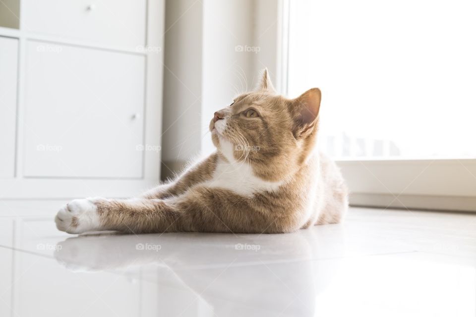 Young Ginger cat at home 