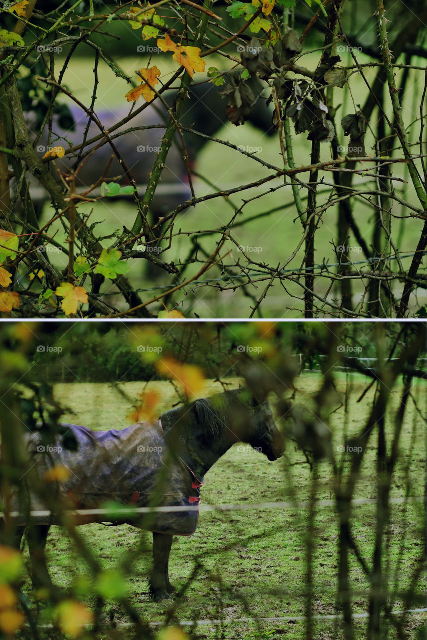 Horses in field 