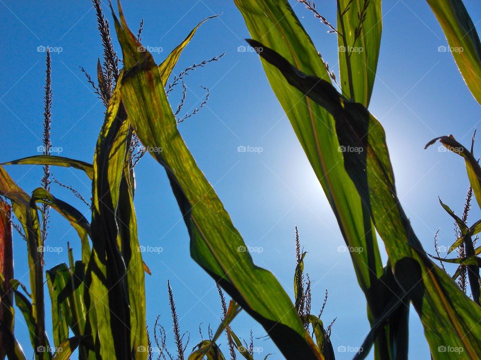 Corn Stalks