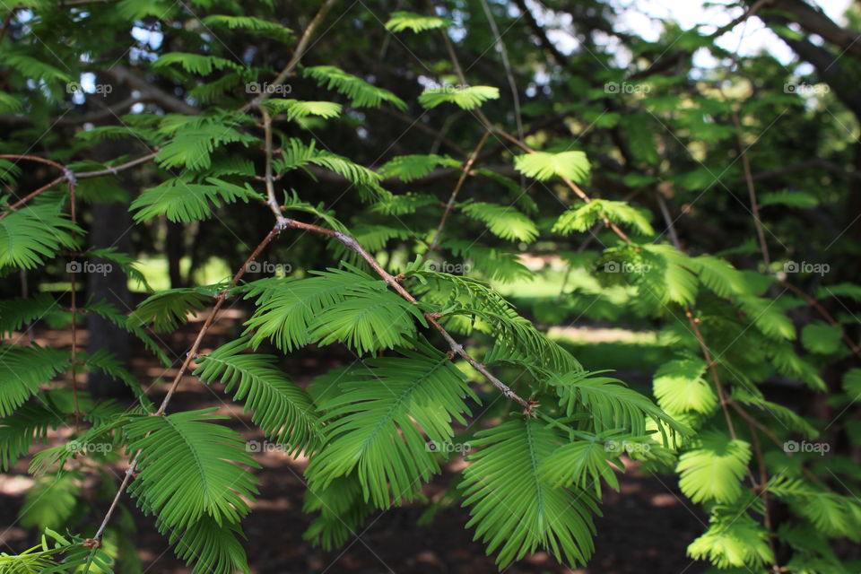 metasequoia glyptostroboides - a beautiful tree that is unfortunately endangered! 