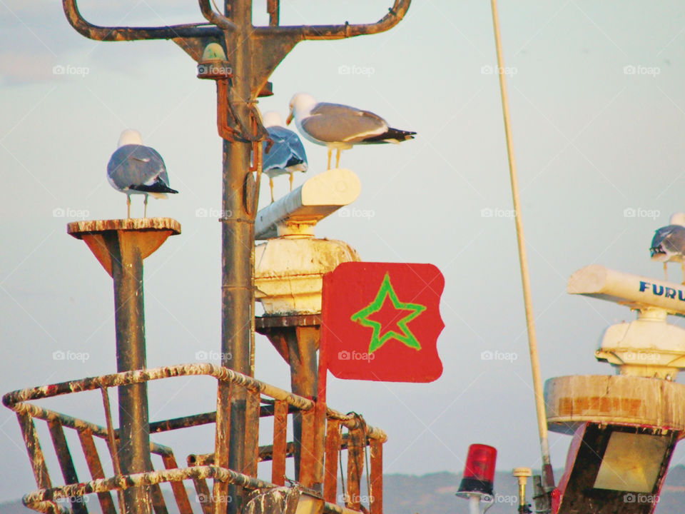 seagull Morocco