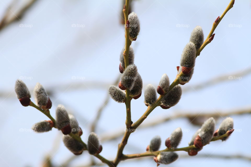 Closeup of willow tree