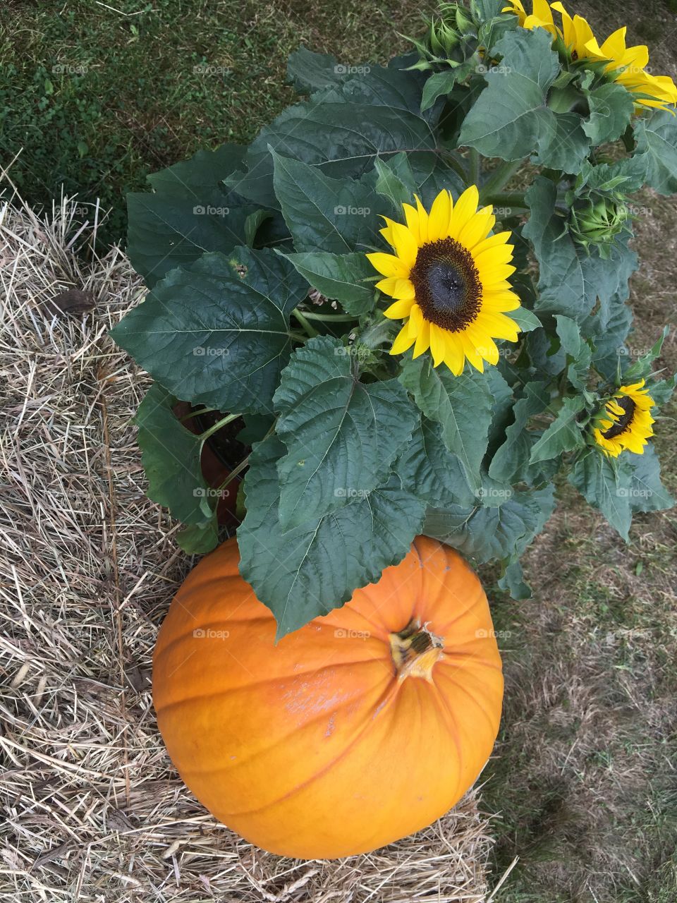 Pumpkin with sunflowers