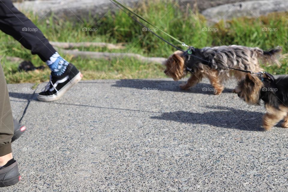 Little puppy on a leash