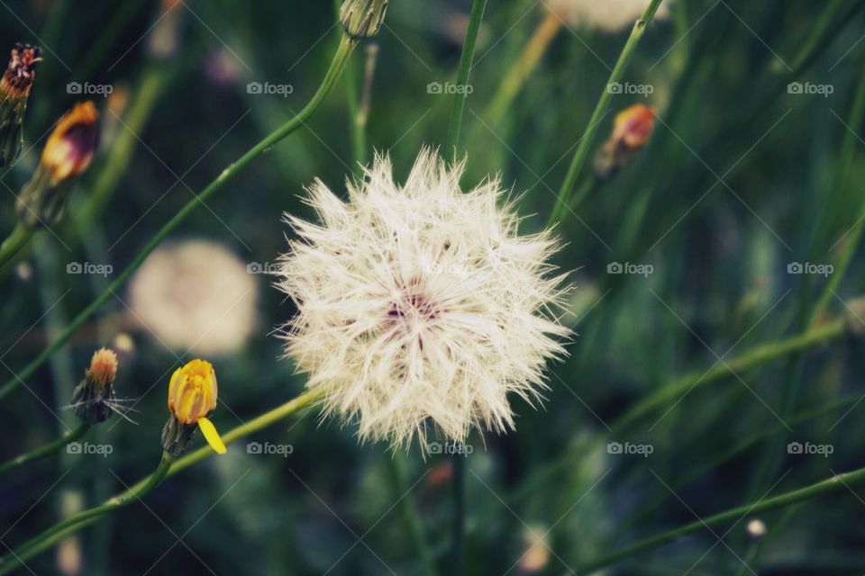 Close of dandelion flower