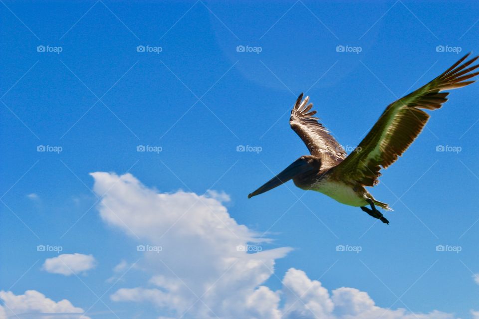 Pelican in Flight, Florida