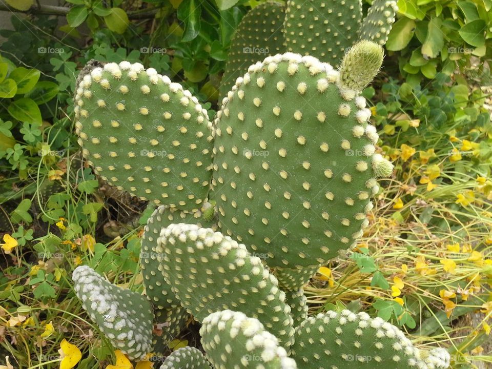 cactus