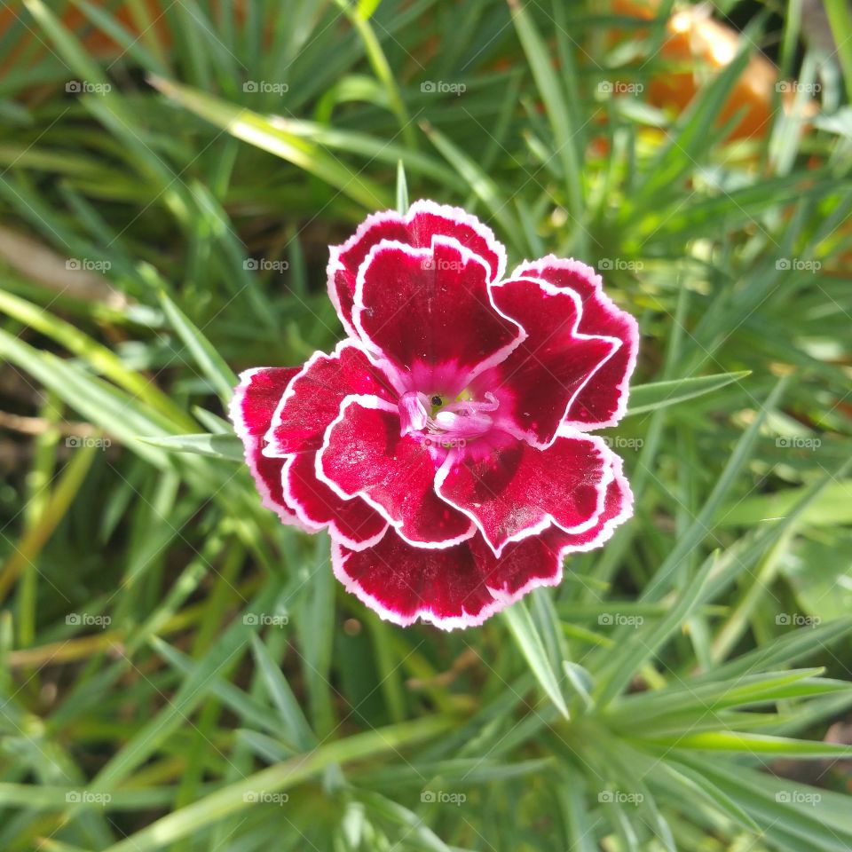 Carnation Flower