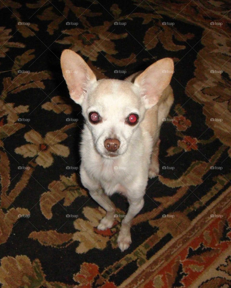 Tiny Chihuahua standing on rug.