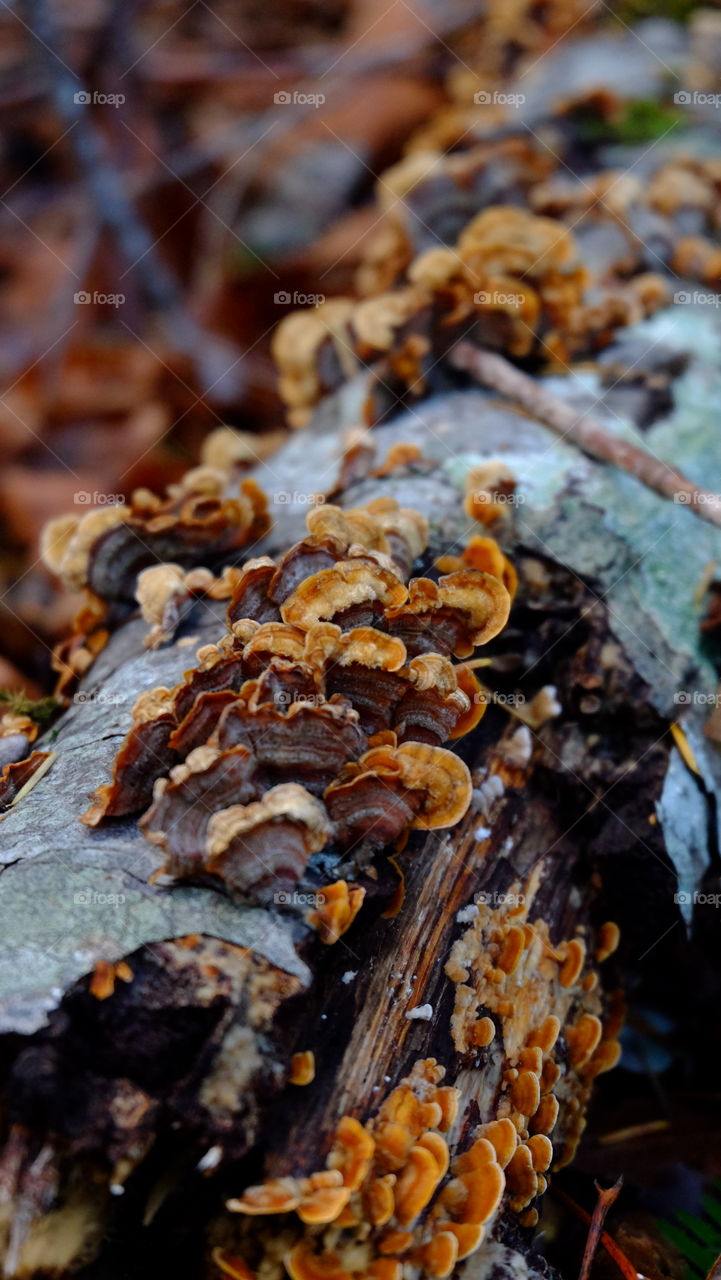 Close up of mushroom growing on a log in forest