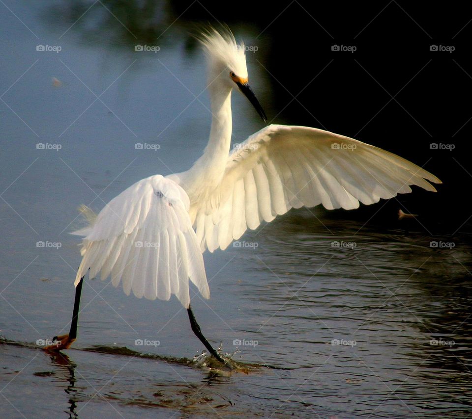 Snowy Egret Chasing Another Egret