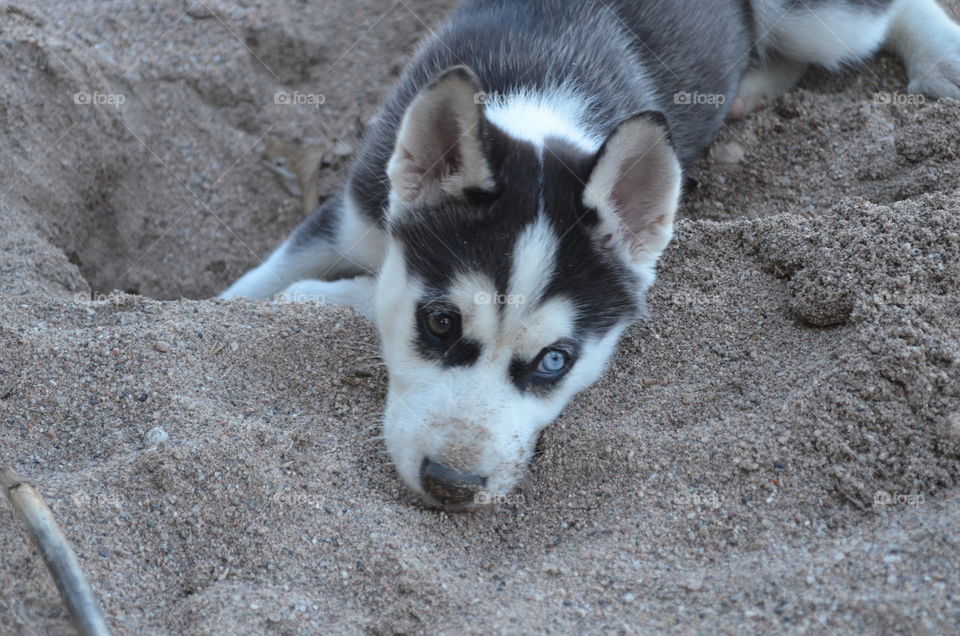 Dog lying in sand