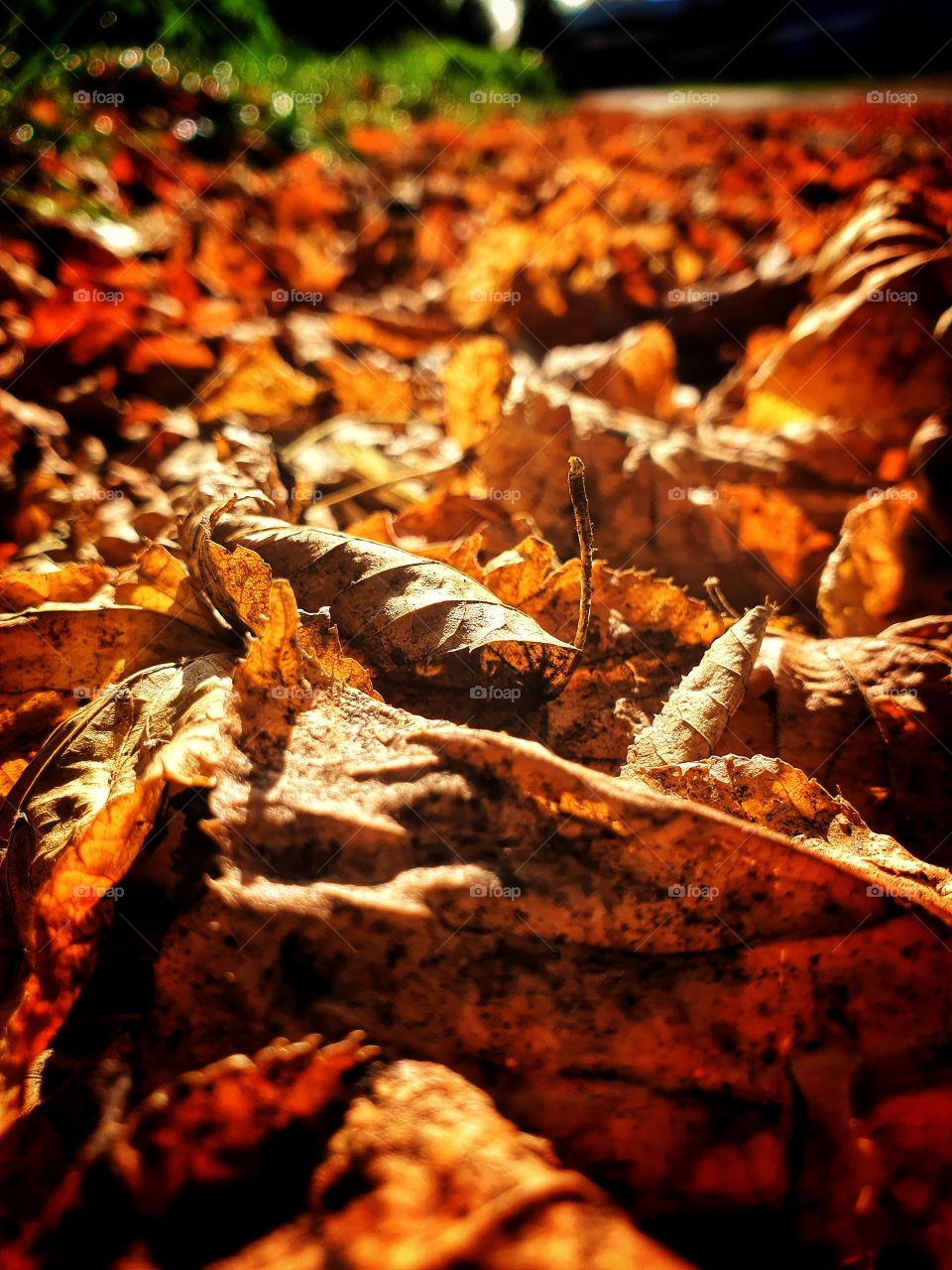 First leaves at fall