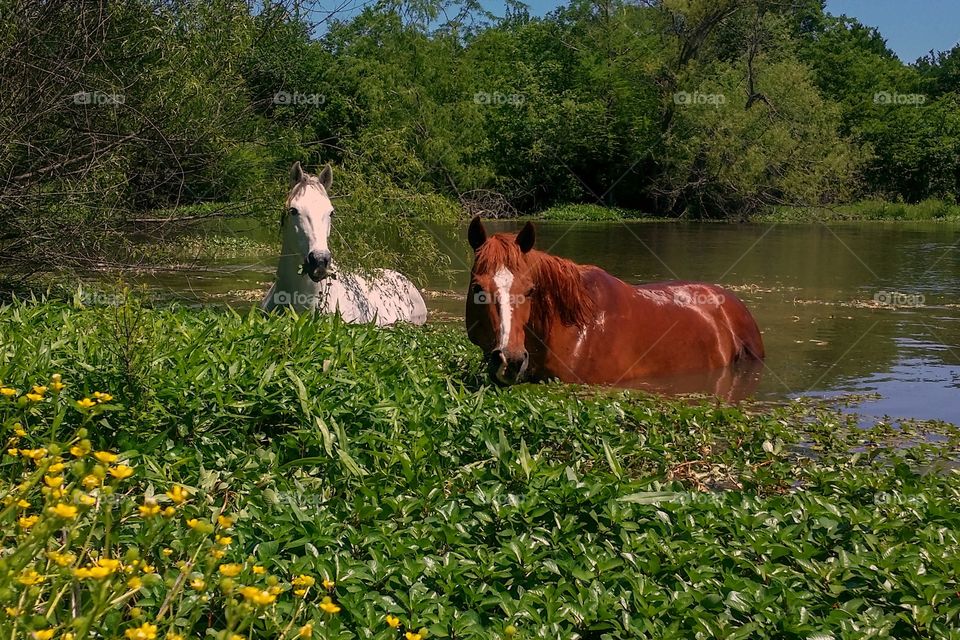 Two horses a gray white horse and a sorrel in the water of a pond eating plants and swimming in spring green