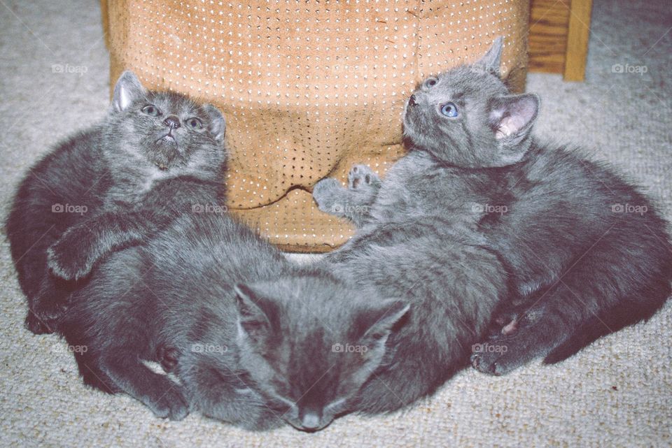 Close-up of black kitties