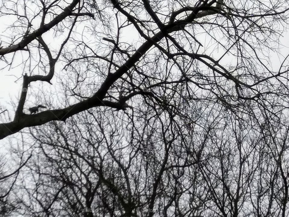 squirrel on a branch