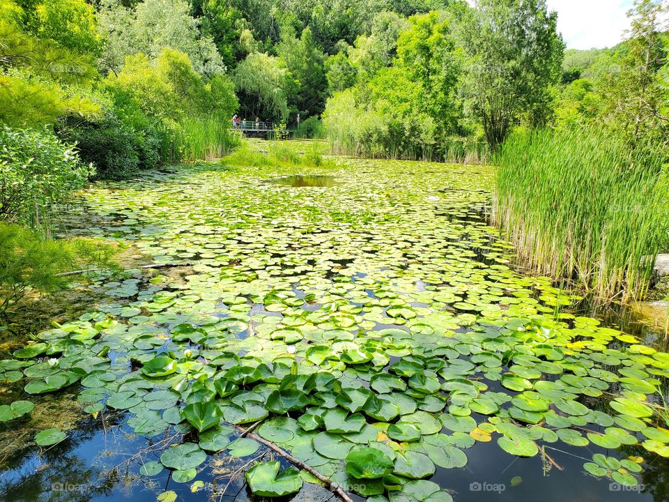 lily:shapes of nature