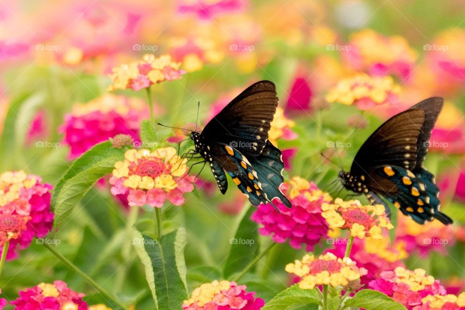 Butterflies with Pink and Yellow Flowers 