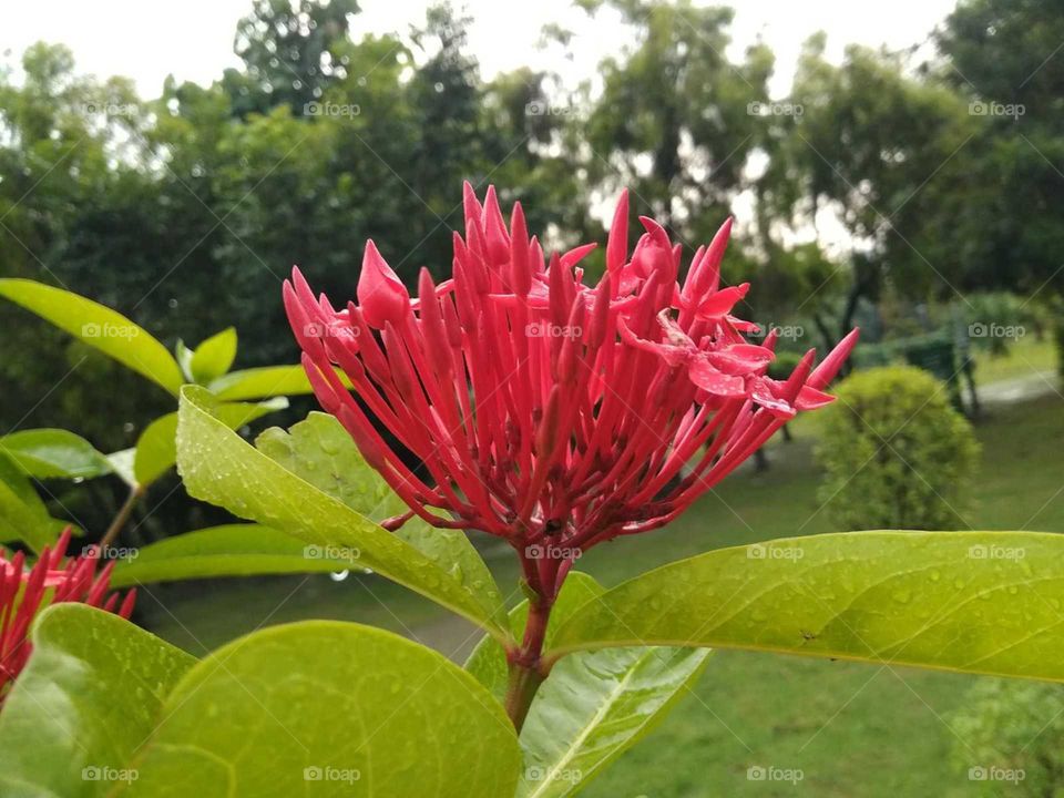 red flower in the garden