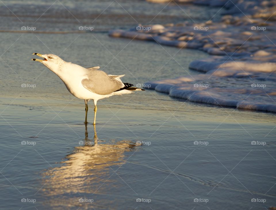 Seagull 