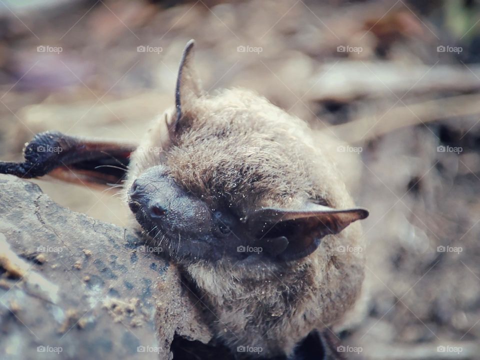 Nathusius's pipistrelle, Animal