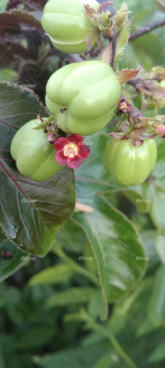 flower