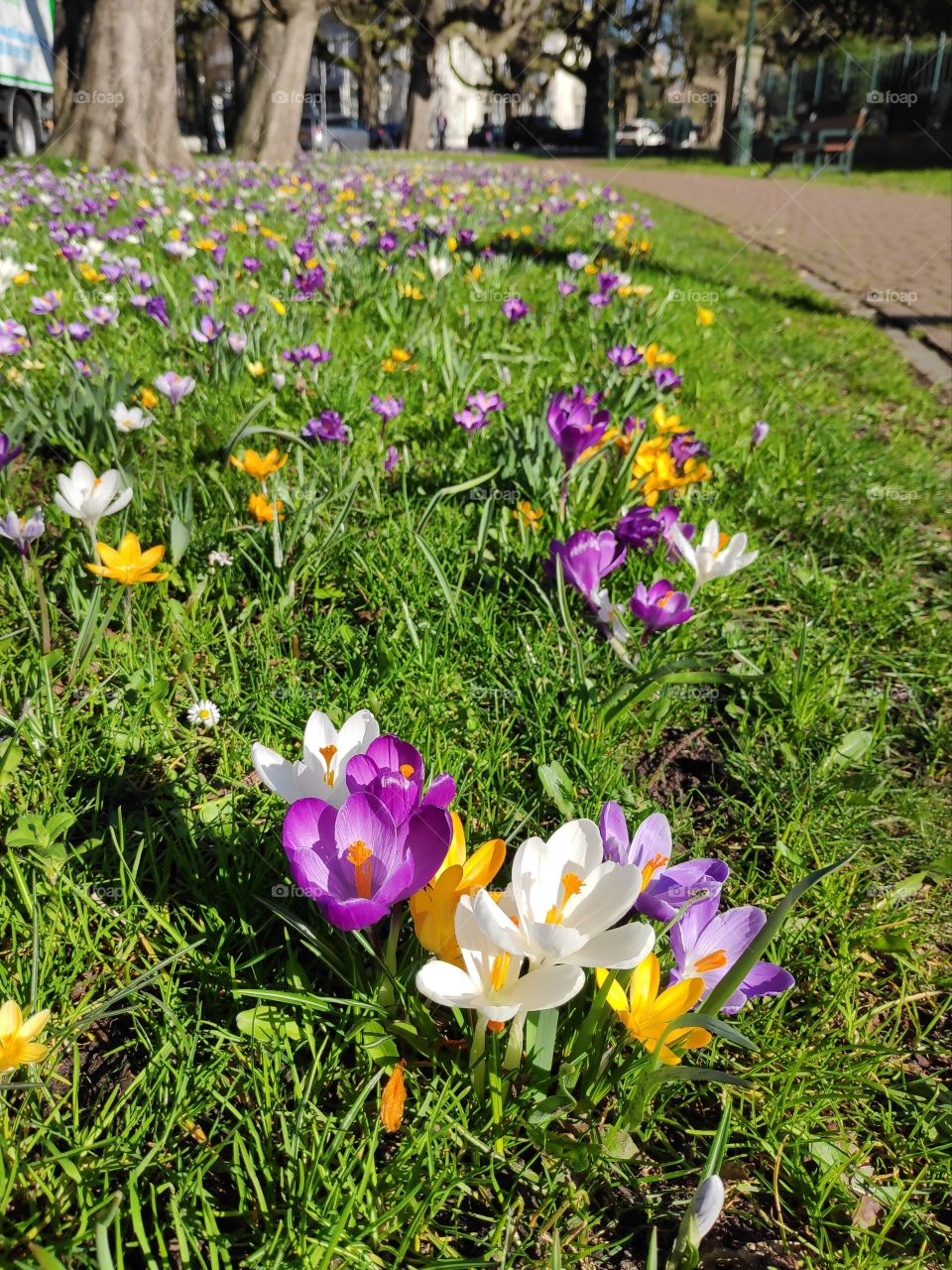 Crocuses at a sunny day in different colours