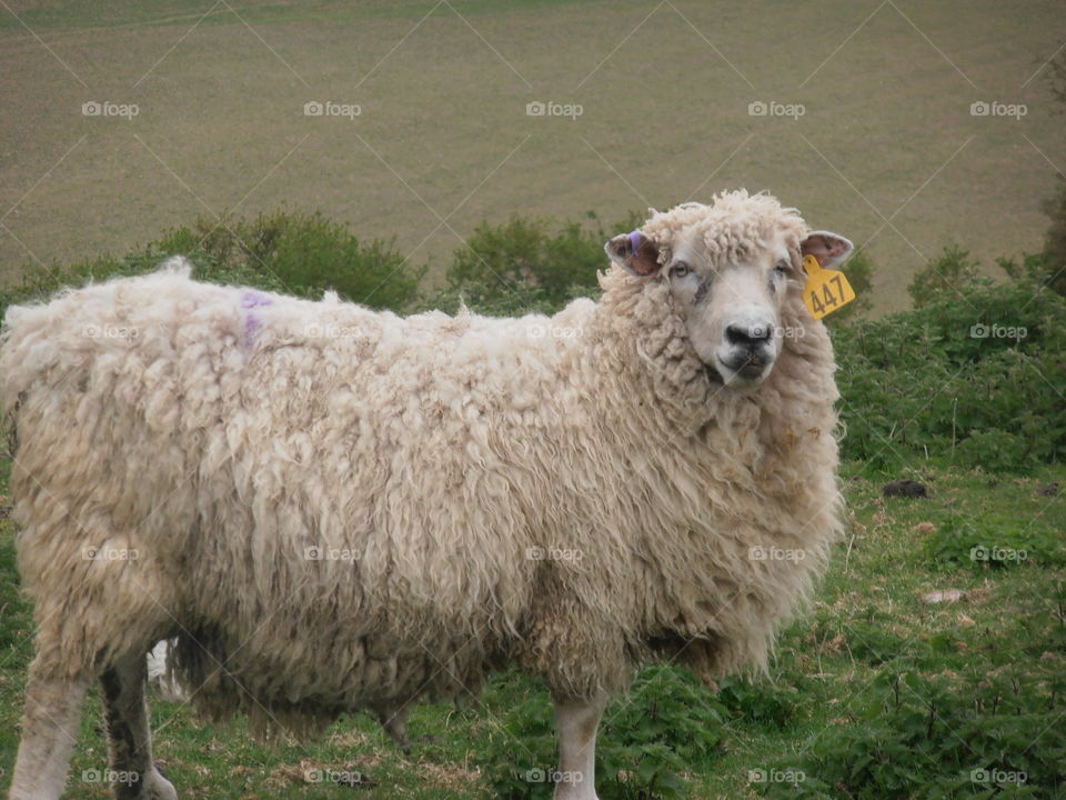 Mother Sheep