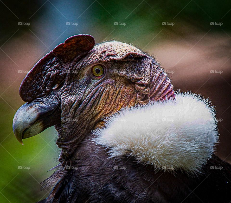 I May Not Have the Face,  But Got the Swag