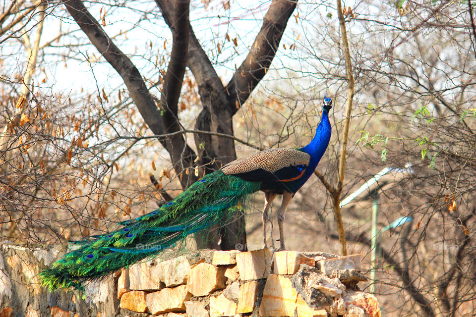 Pavo is a genus of two species in the pheasant family. The two species, along with the Congo peacock, are known as peafowl.