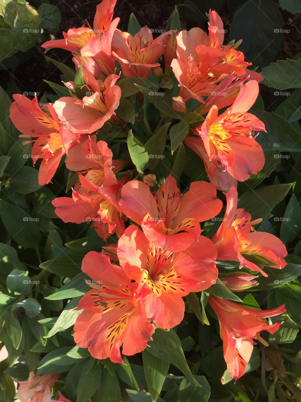 Orange yellow specks flowers. Alstroemerias, Peruvian Lilly, orange and yellow flower with specks, a hybrid lilly