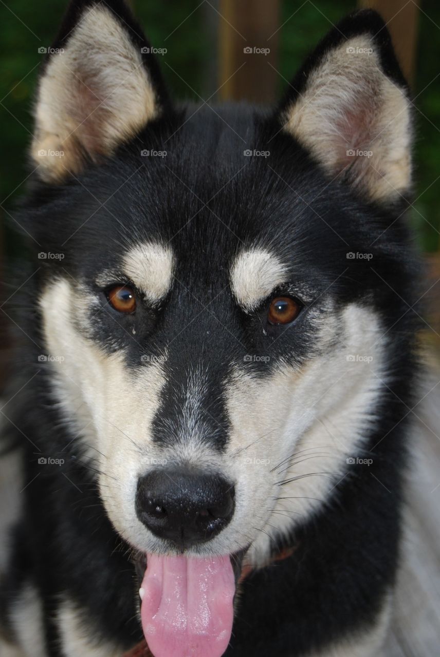 Portrait of husky