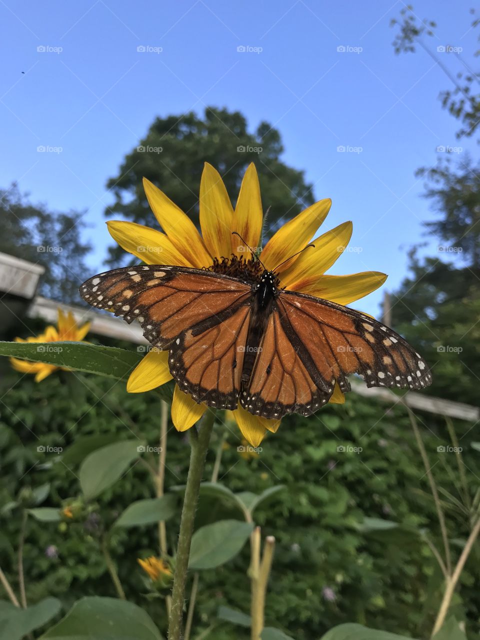 The day the Monarchs came to visit. And made friends with our sunflowers outside. Such beauty must be captured. The elements were there for the taking. 