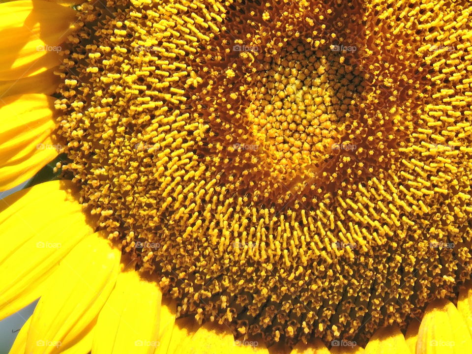 Sunflower 