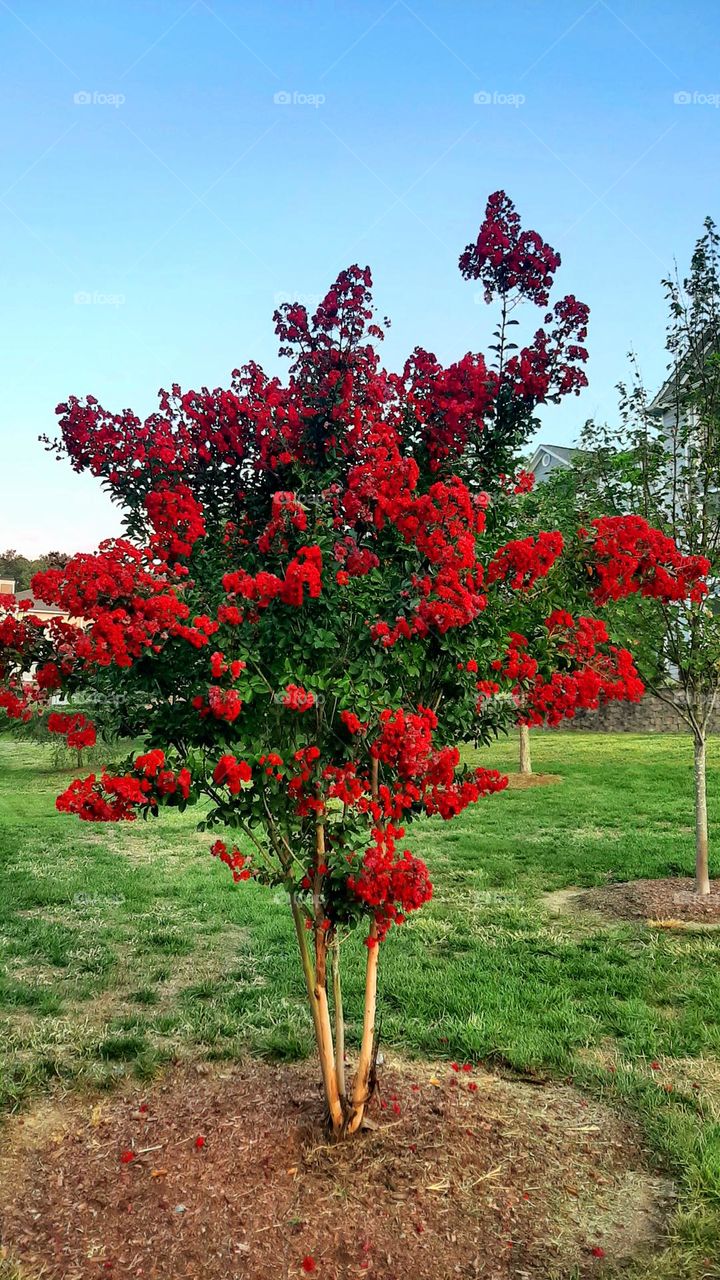 Red Crepe-Myrtle