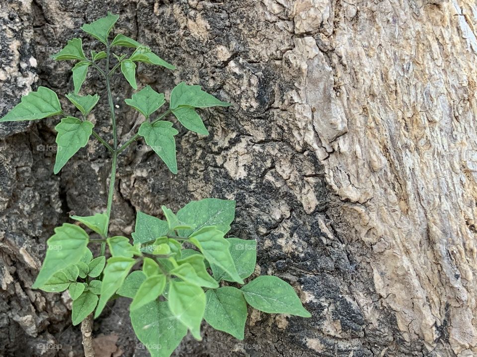 Shape of the nature, Countryside ( Thailand)