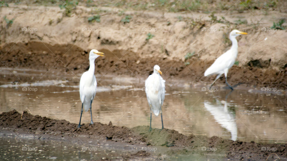 Three herons looking for food in the watered fields.