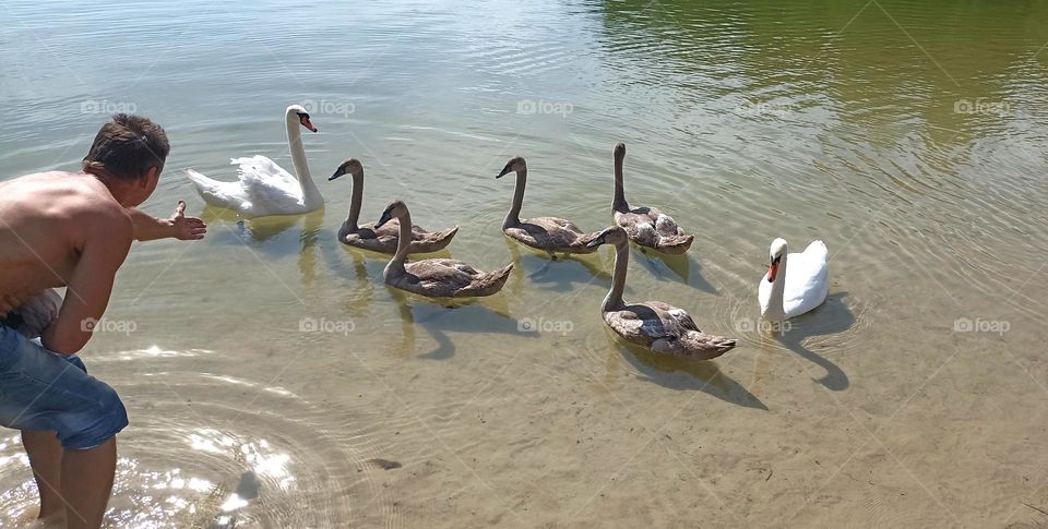 swans family on a lake and men mobile photography