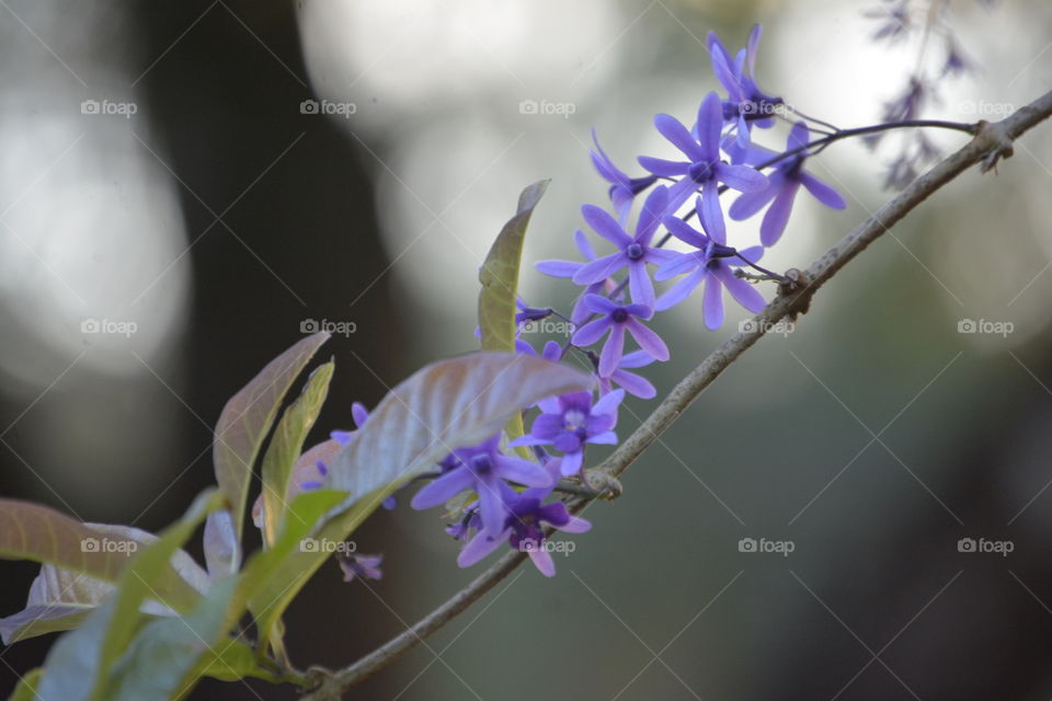 Lavender Flowering