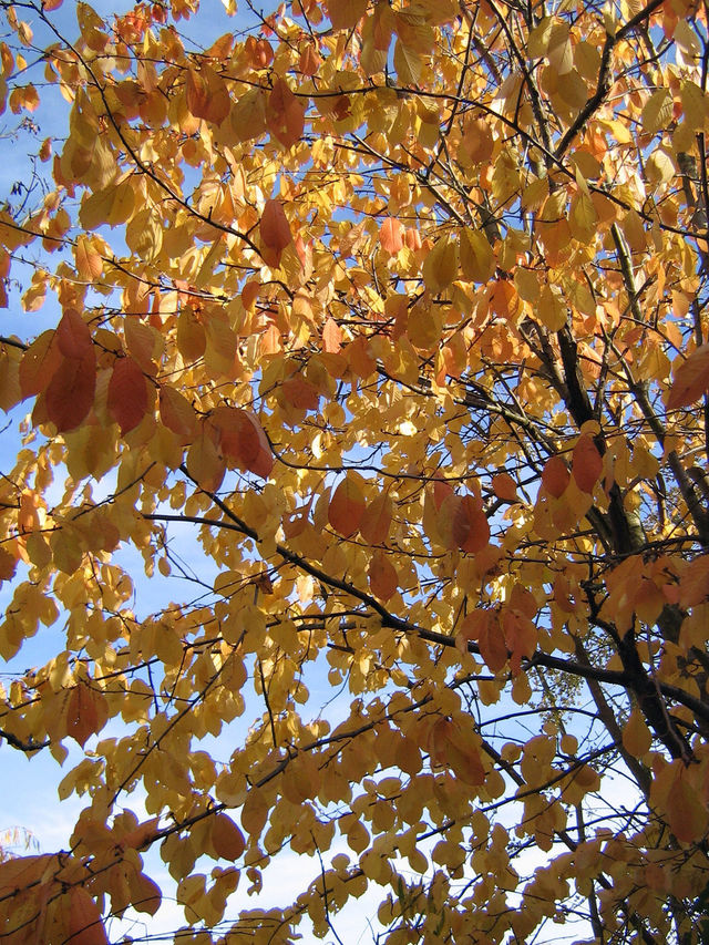 autumnal leaves