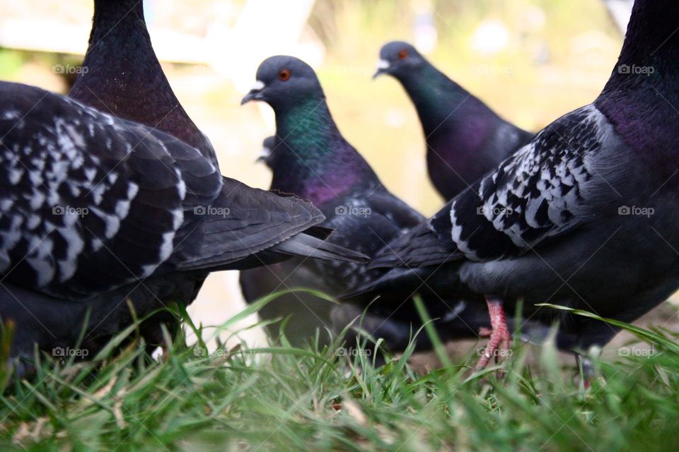 Pigeons