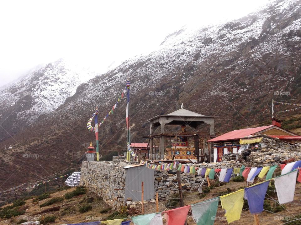 Roam about the forest