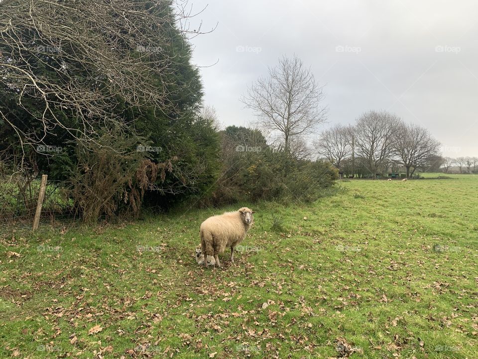 Just born last night