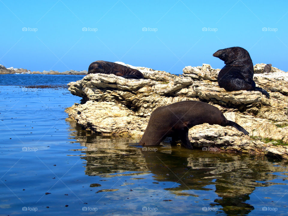 new Zealand sea lions in their natural habitat in cliffs enjoying the day and the water