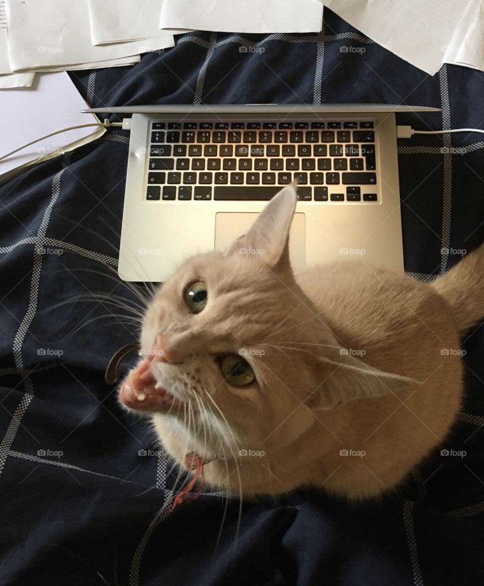 Home office ... trying