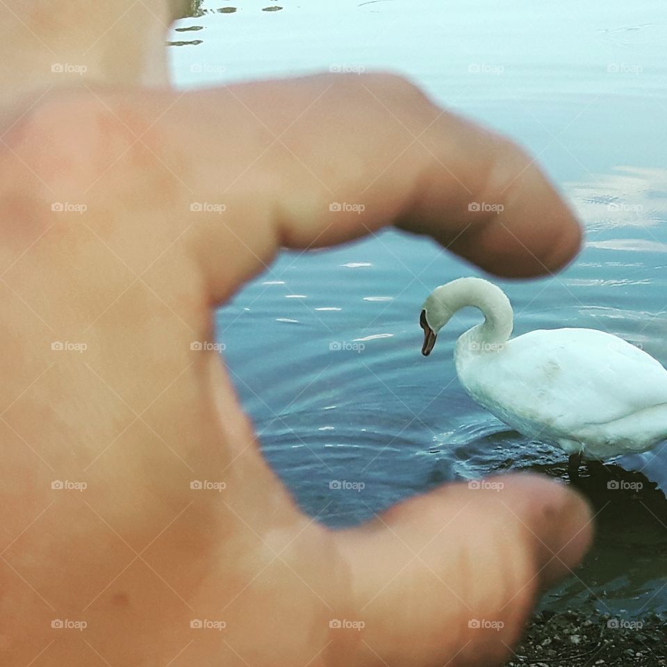 beauty swan