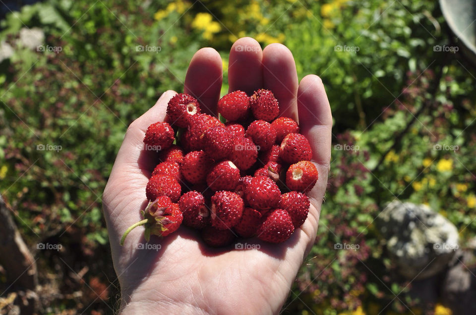 summer sweet hand strawberries by hkjohan
