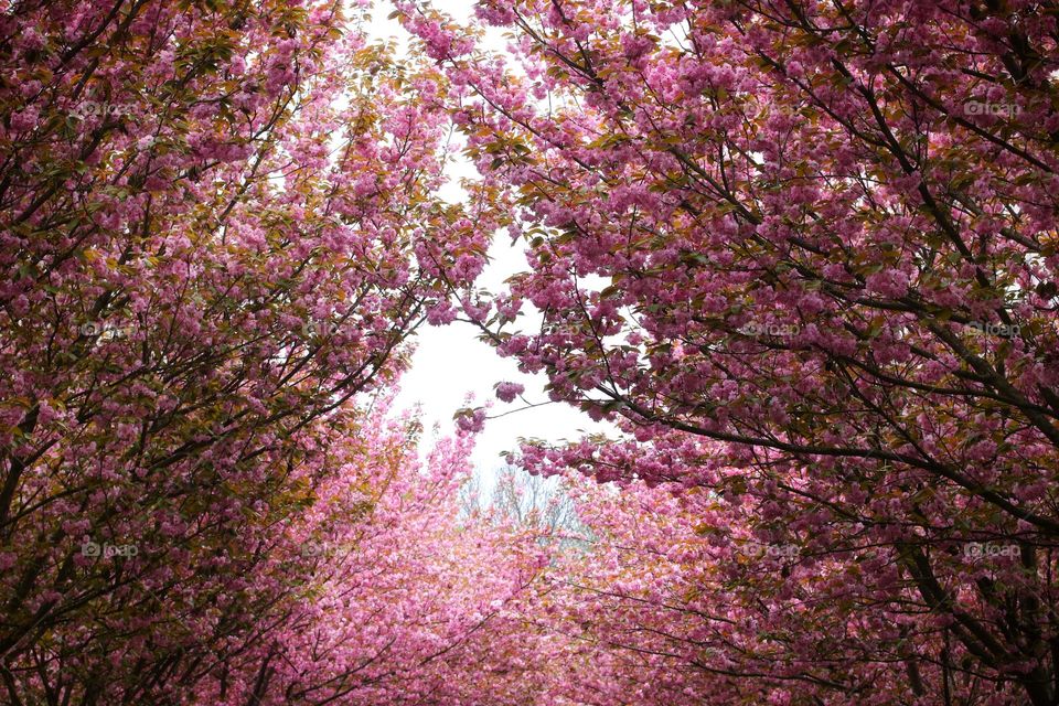 Pink blossoming cherry trees in an avenue
