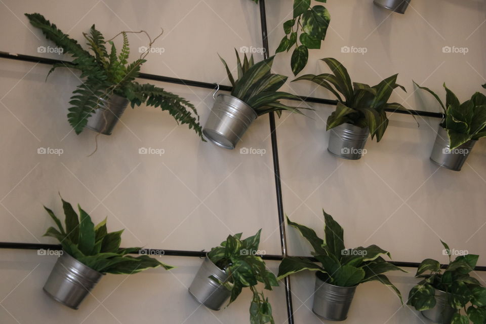 Potted plants on the wall